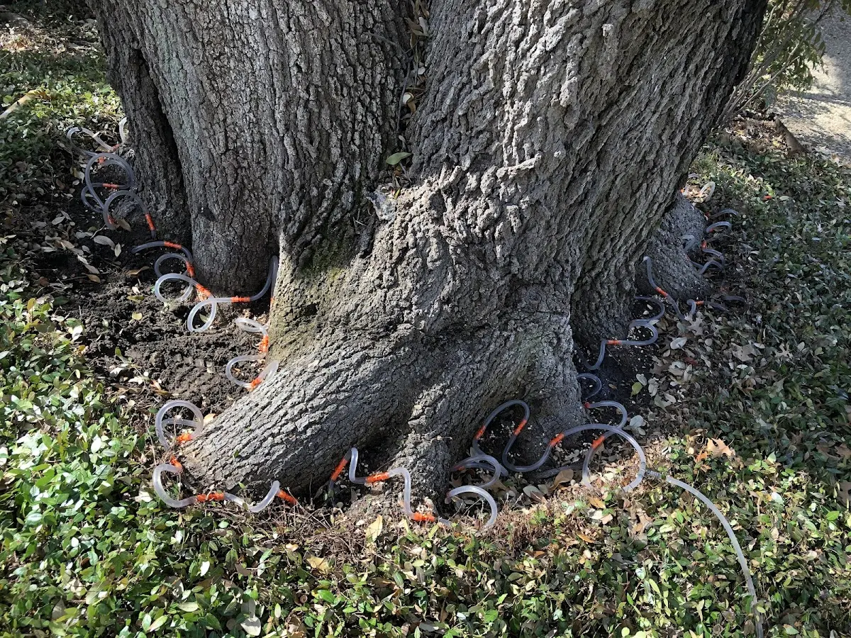 Detailed Tree Cabling and Bracing job site in Brewton