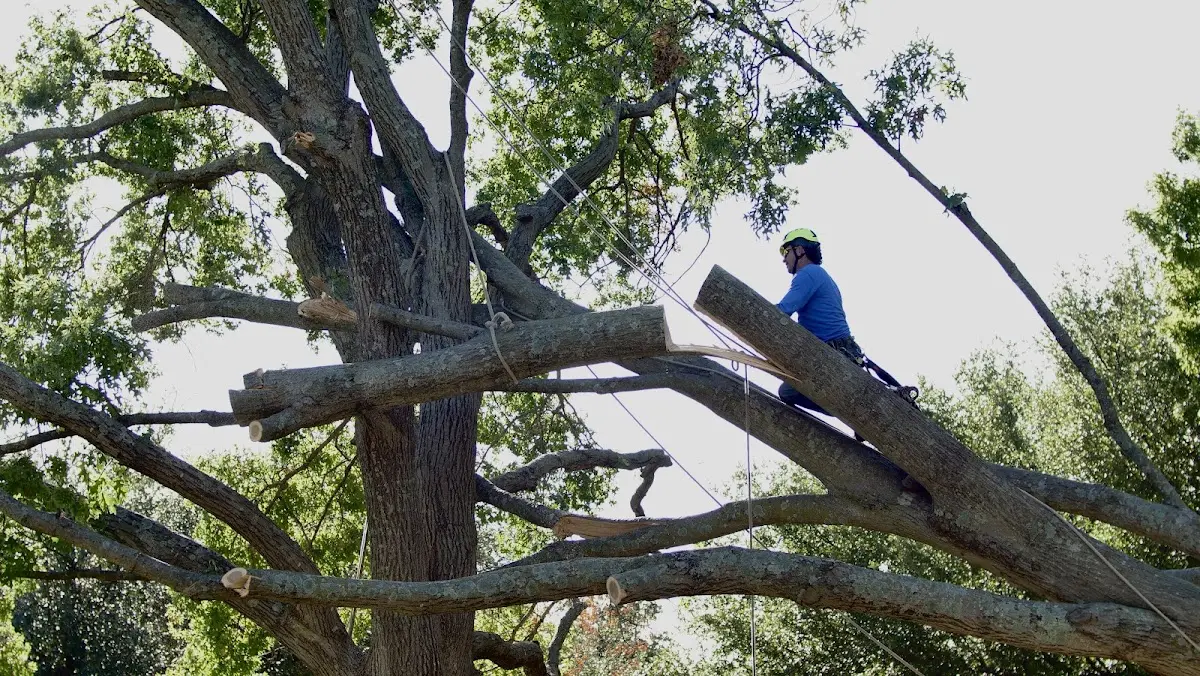 Professional Crown Thinning performed by certified arborists in Brewton