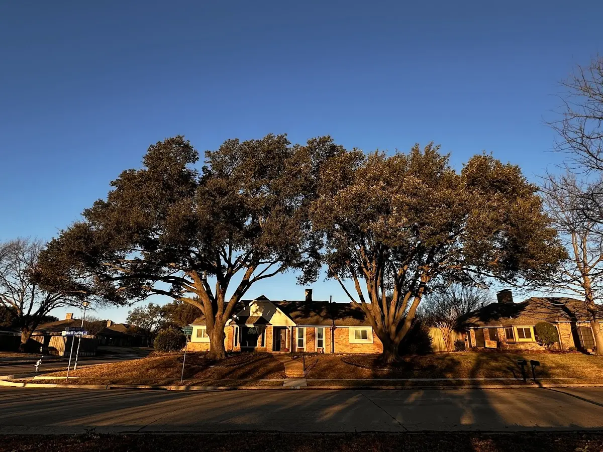 Established residential canopy tree shading a home in Brewton